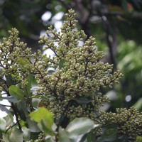 Corymbia torelliana (F.Muell.) K.D.Hill & L.A.S.Johnson